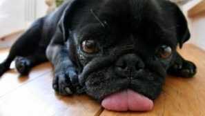 Каква е нормалната температура в топлината през лятото на малки кучета